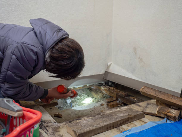 Riverview, MI Mold Removal Company