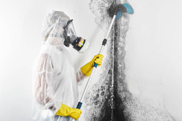 Best Mold-Related Health Consultation  in Riverview, MI